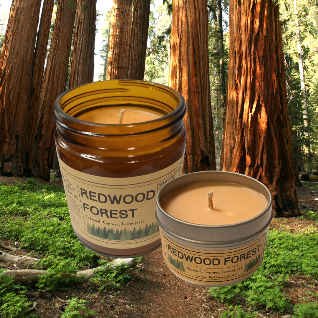 Redwood Forest